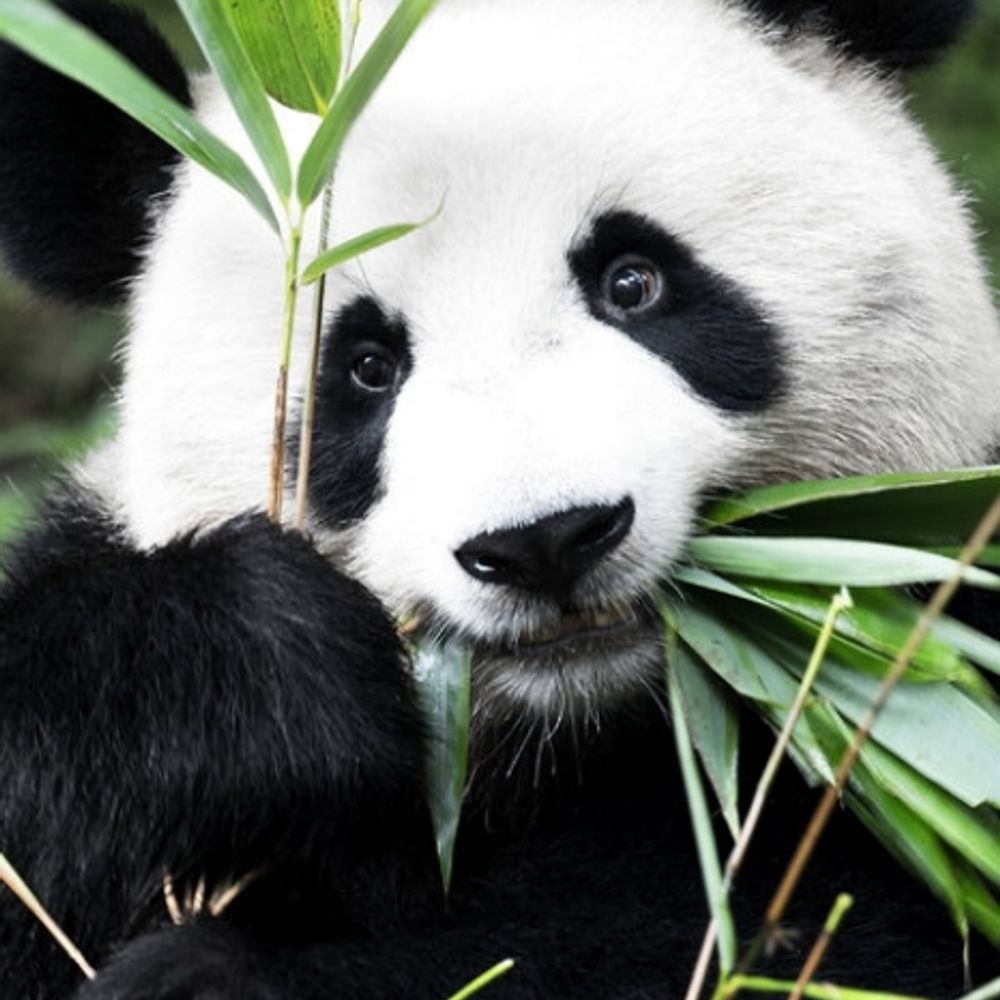 Docteure Panda 
