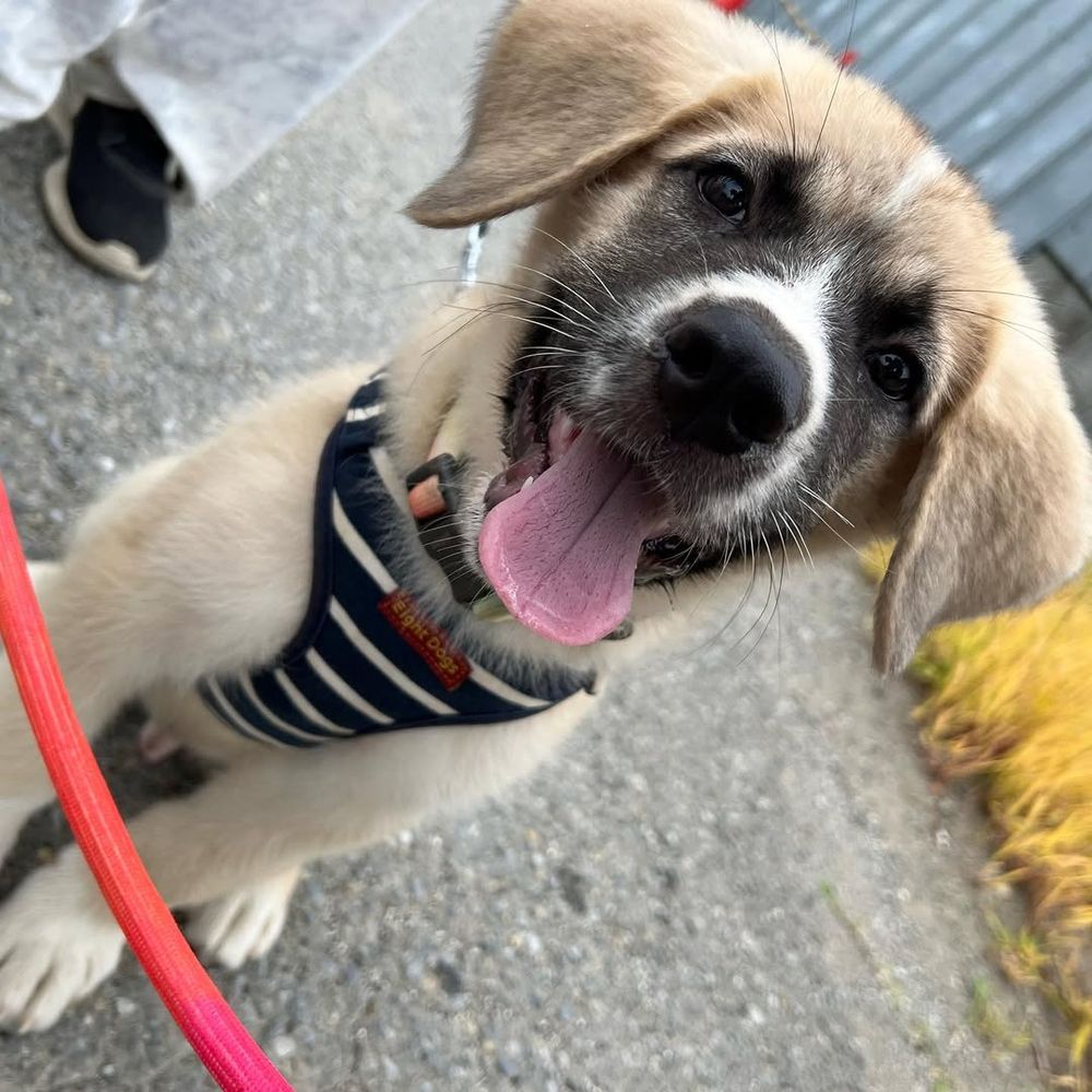 Aggie 🐶
