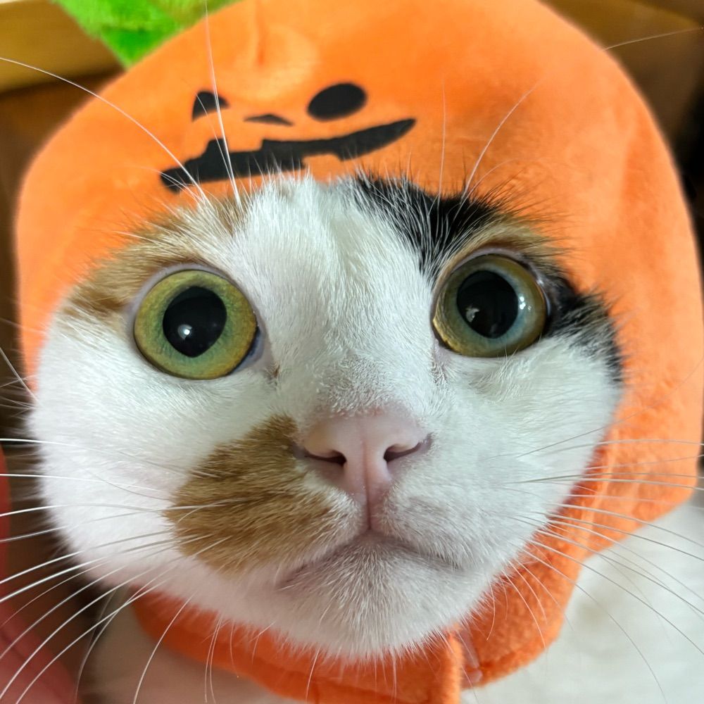 年壹LUZI