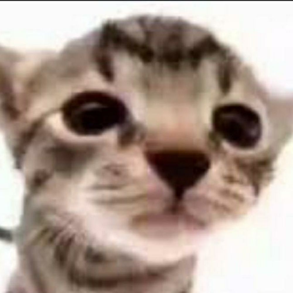 bibi