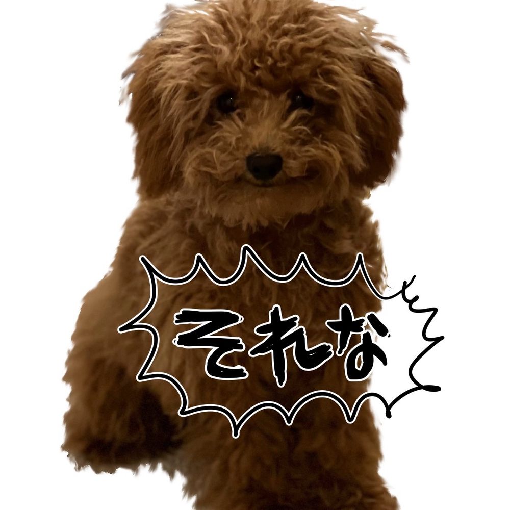 pigigi