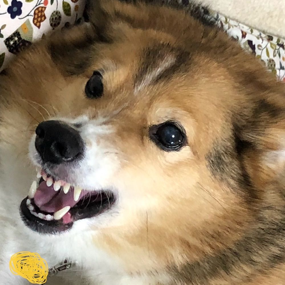 子安いおり