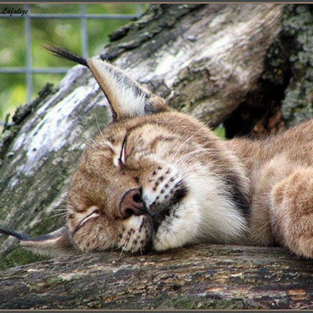 Lynx