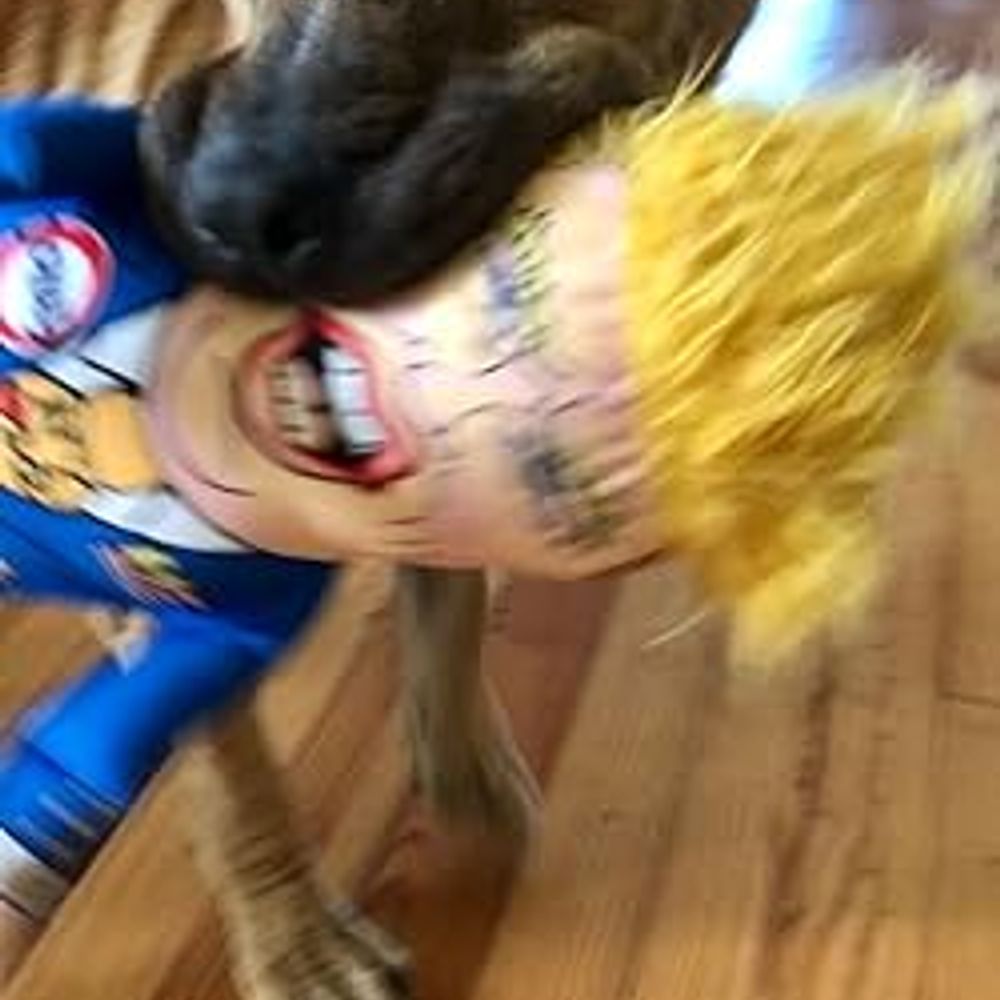 Lover of Dogs