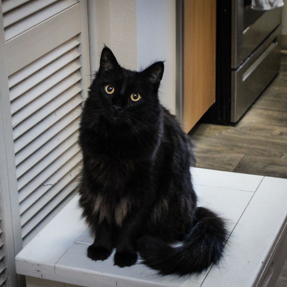 Jasper The Void