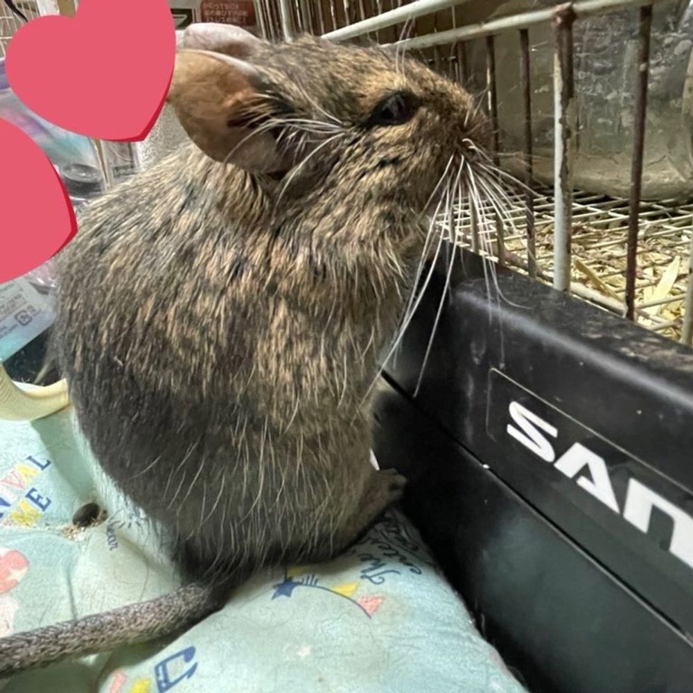 ゆいり