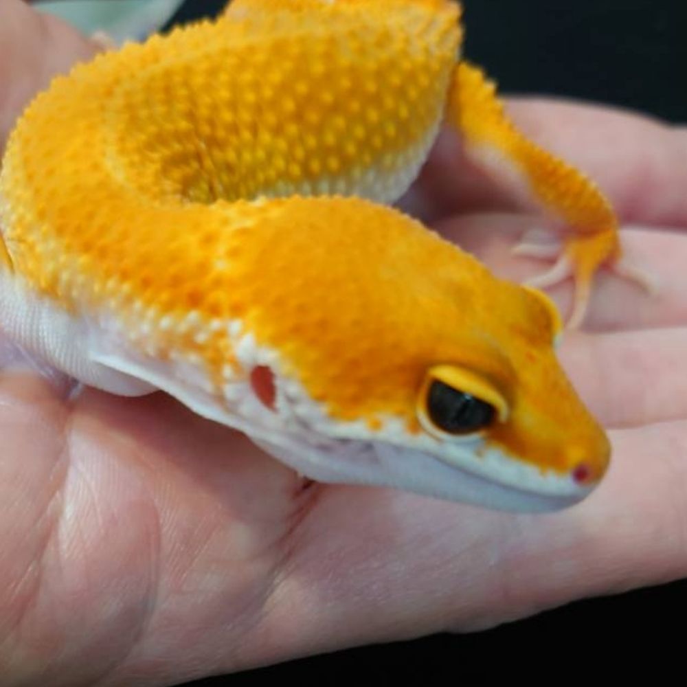 もふも