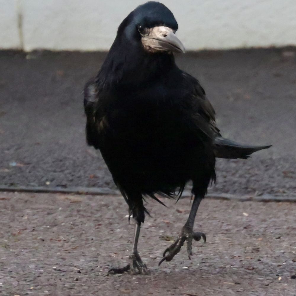 Raven