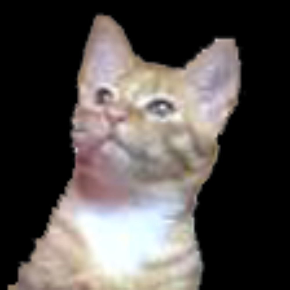 japonska neko（ねこびっち）