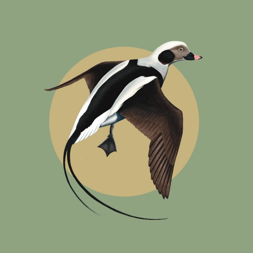 Avian Obsession