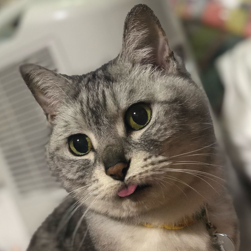 あきら🐈🔥