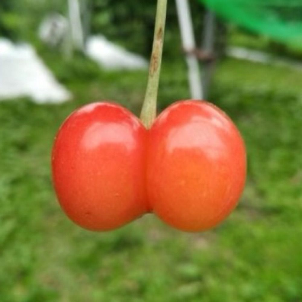 まう