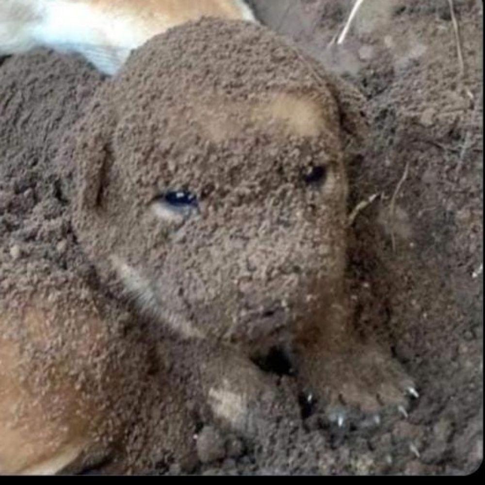 bibi