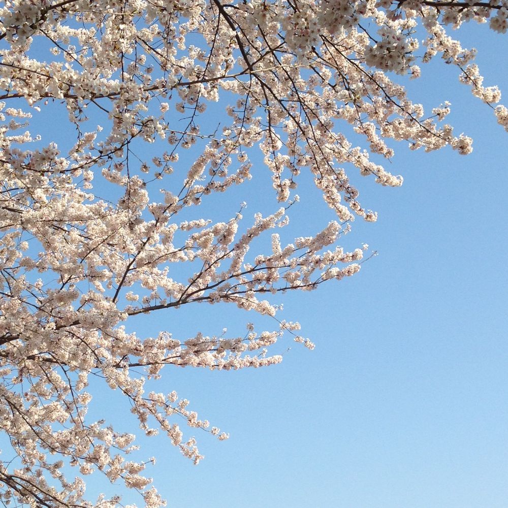 さくら