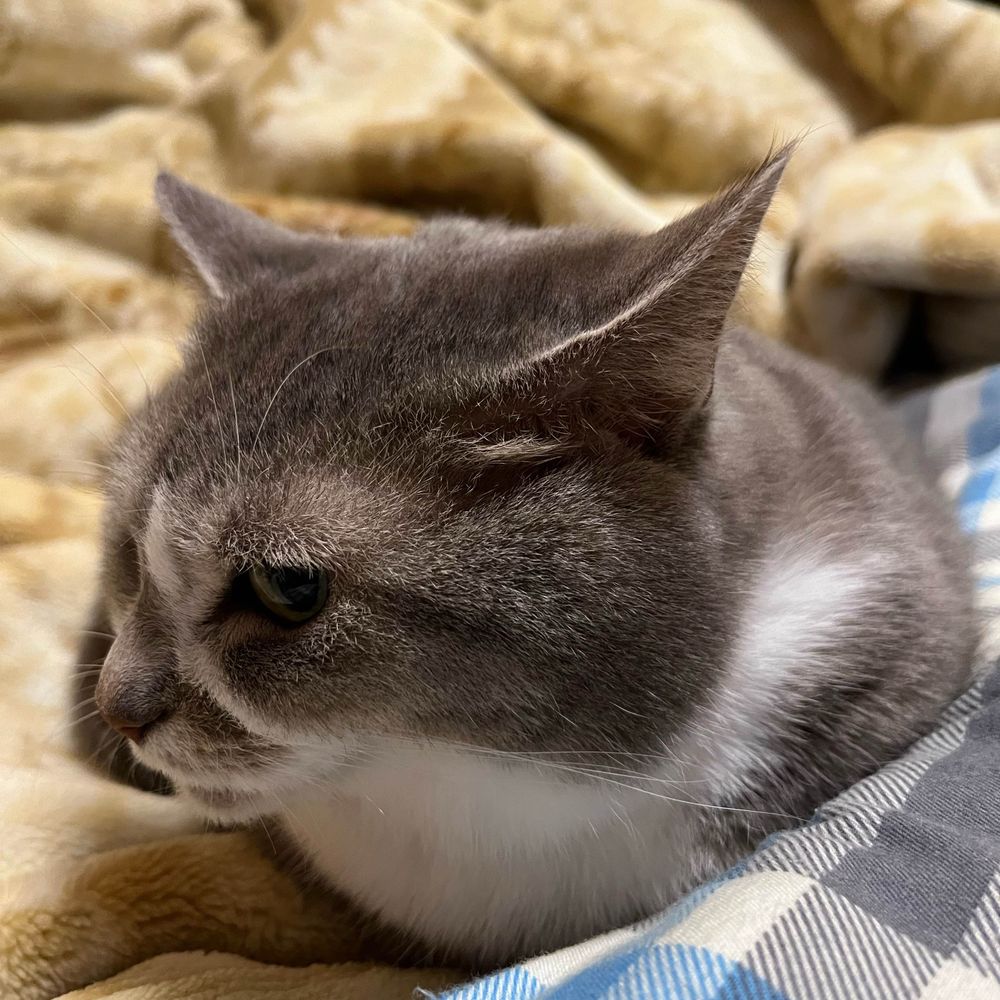 ぴよりん