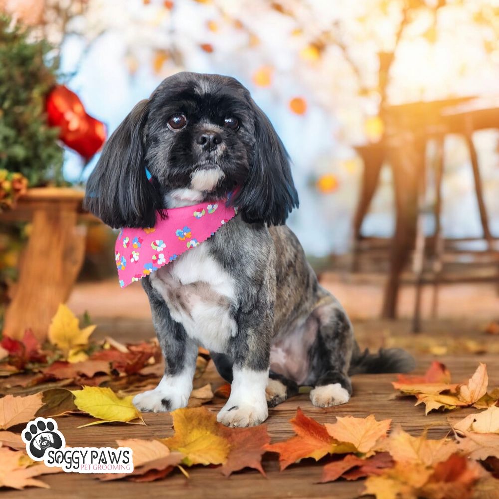 Cedar Shih Tzu