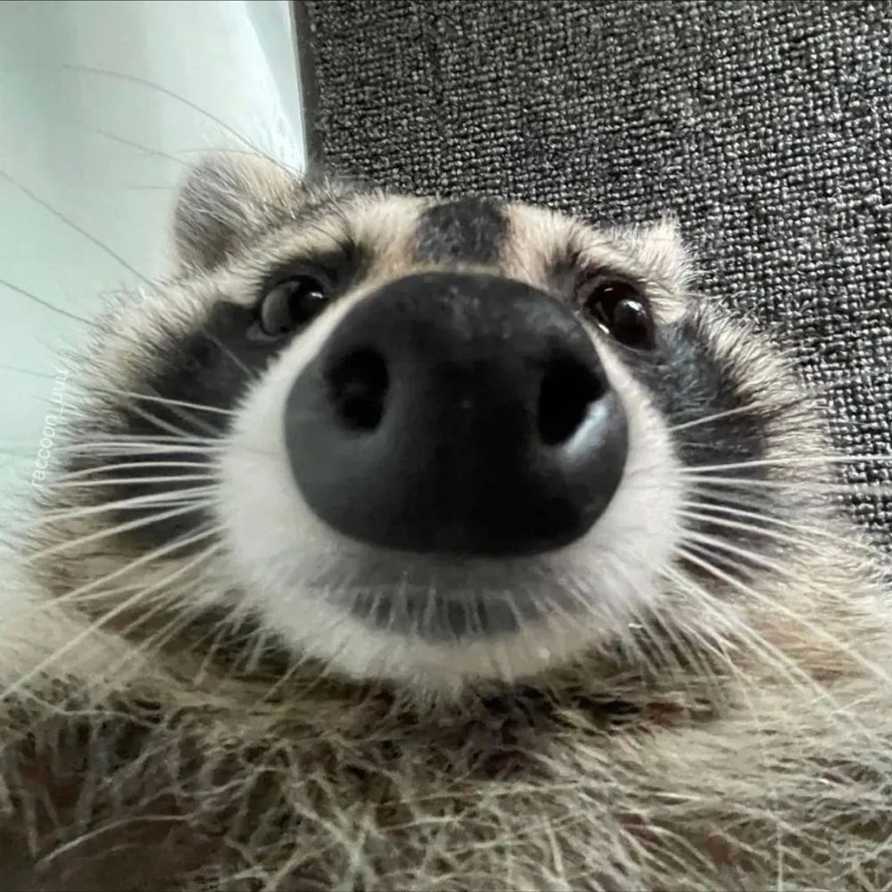 Fuzz After Dark