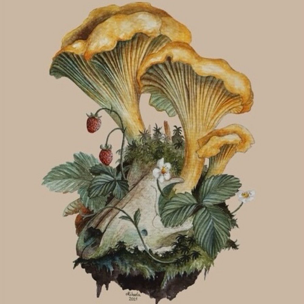 Hawthorne Chanterelle