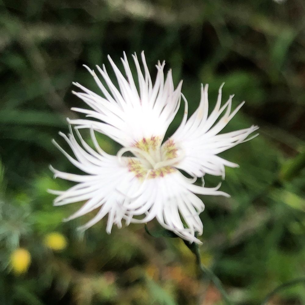 Bioberta