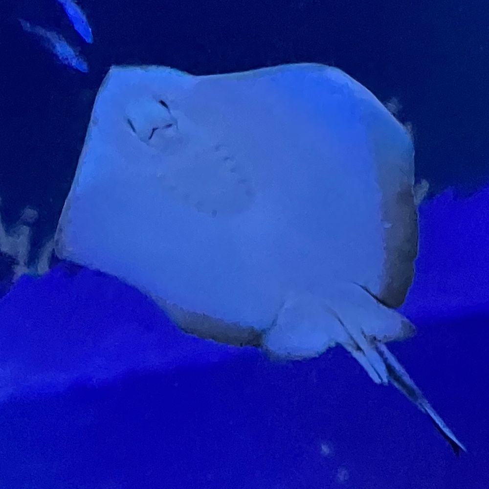 マジ萎え熱帯魚インパクト🐟