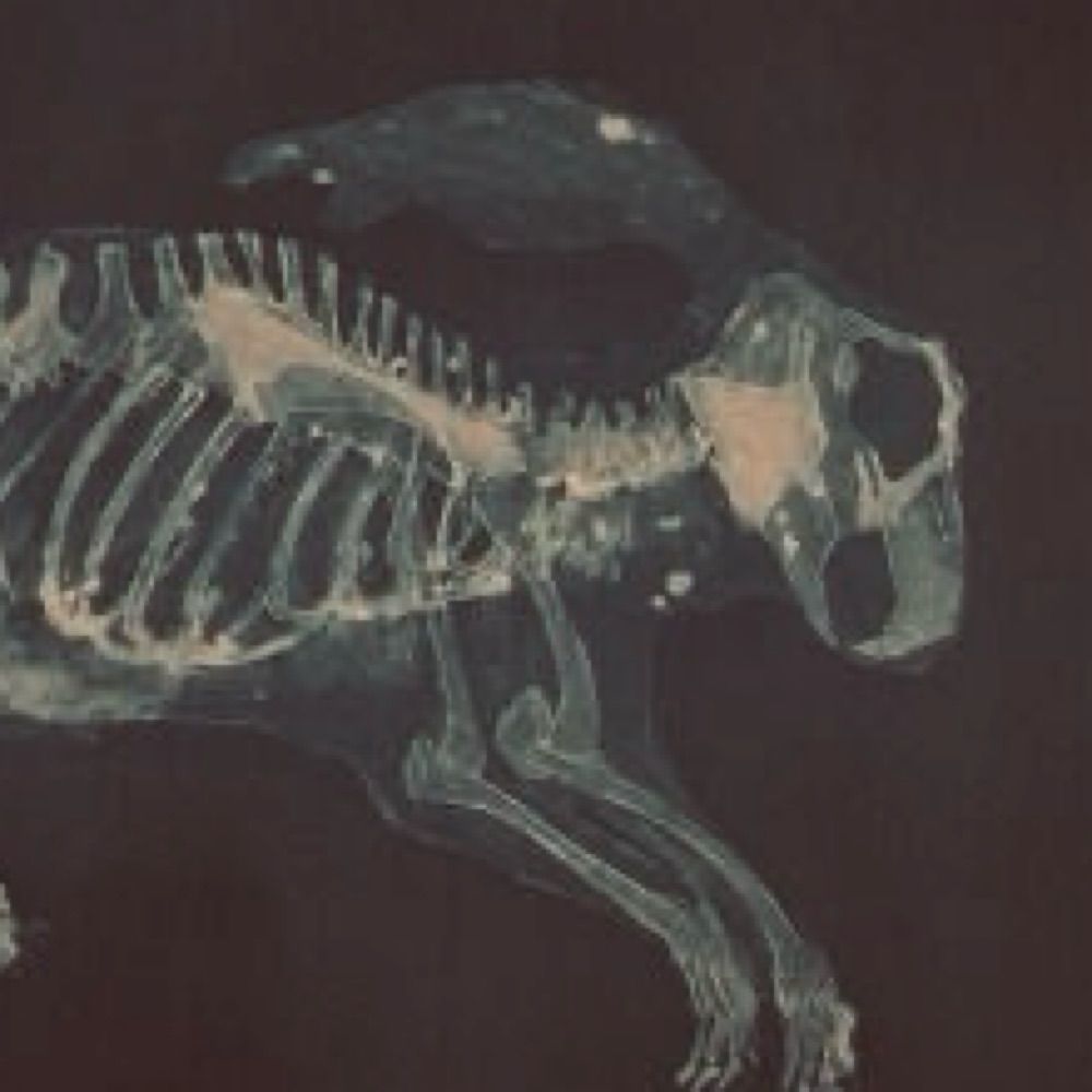 ROTTEN RABBIT