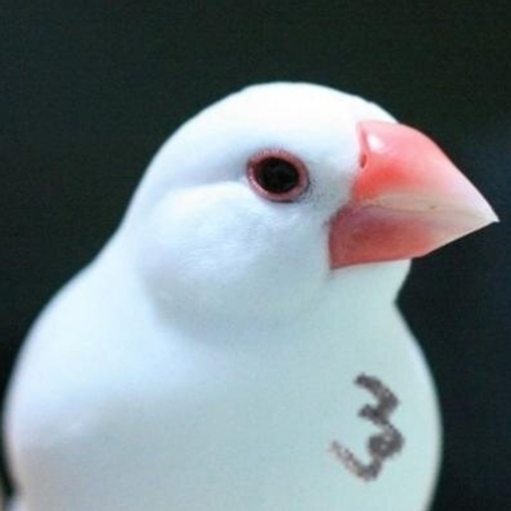 バド