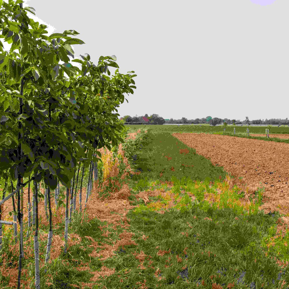 Land Use development for Climate Adaptation - LUCA at IfaS