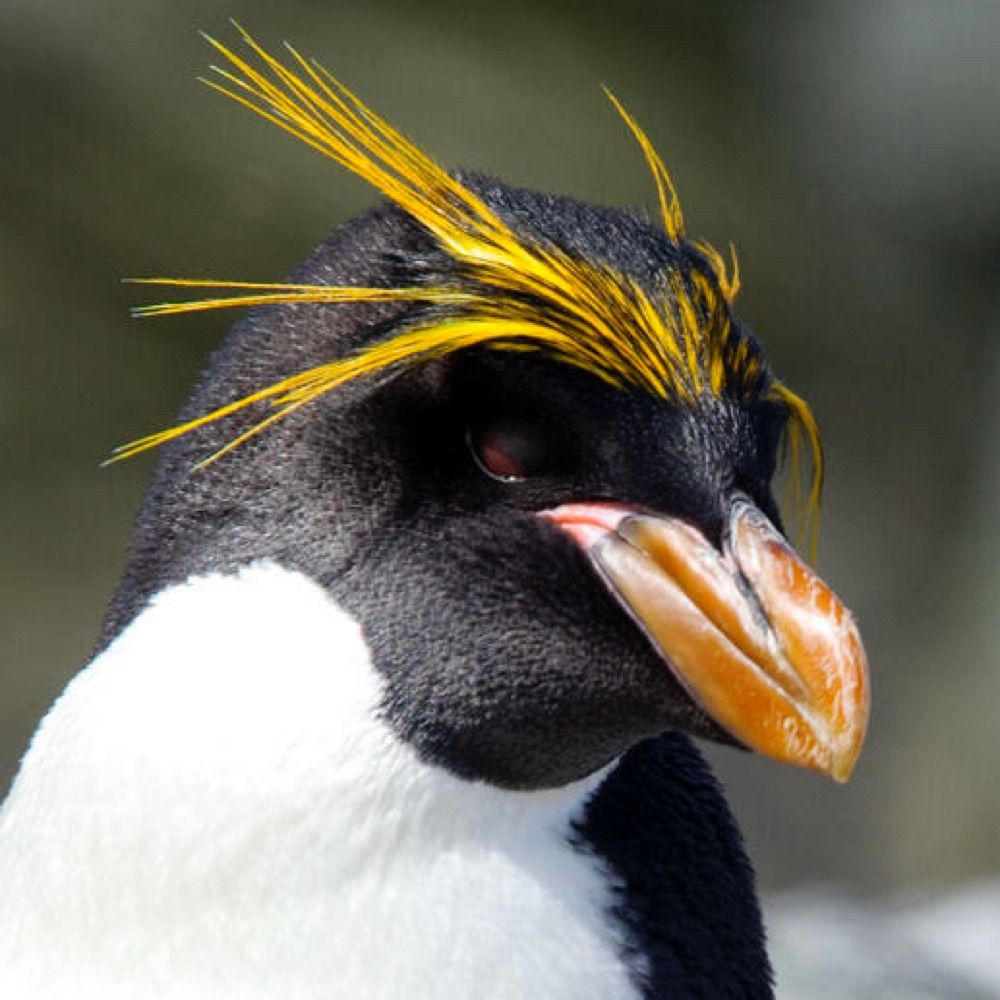 The Grinning Penguin