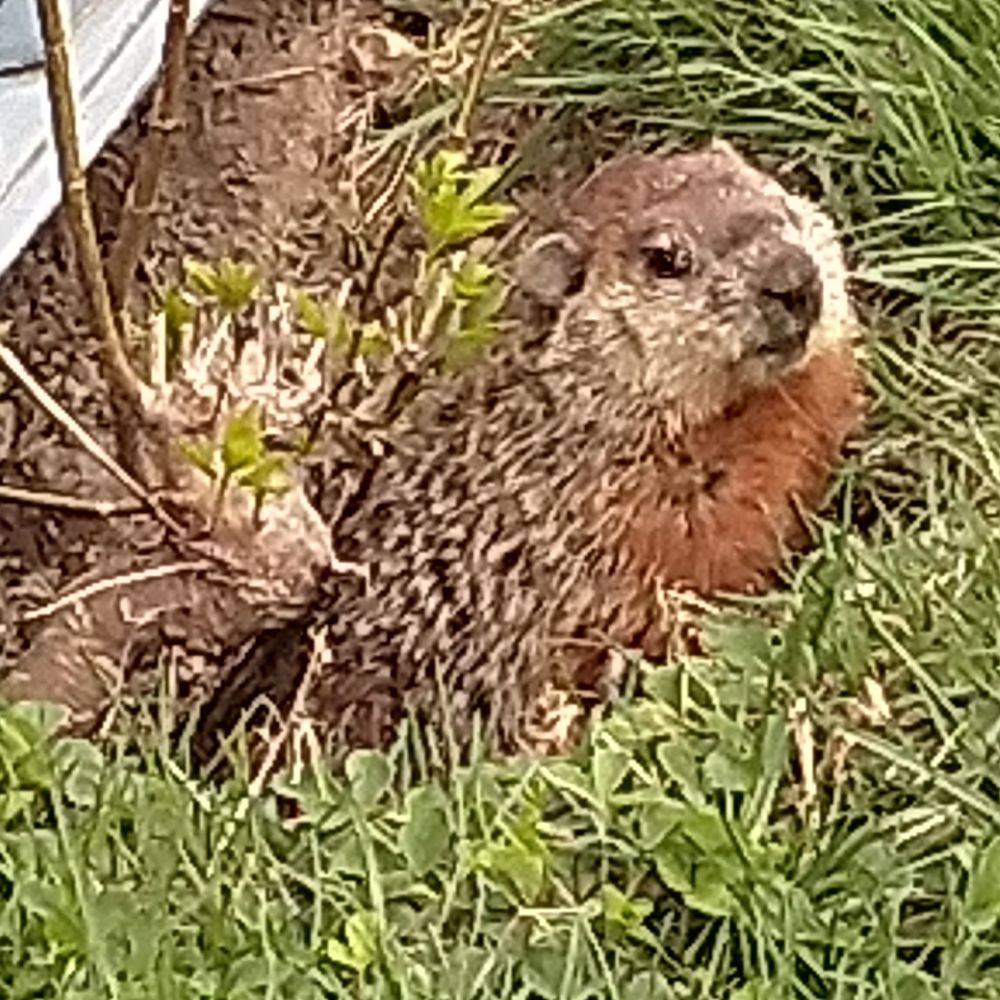 Big Marmot