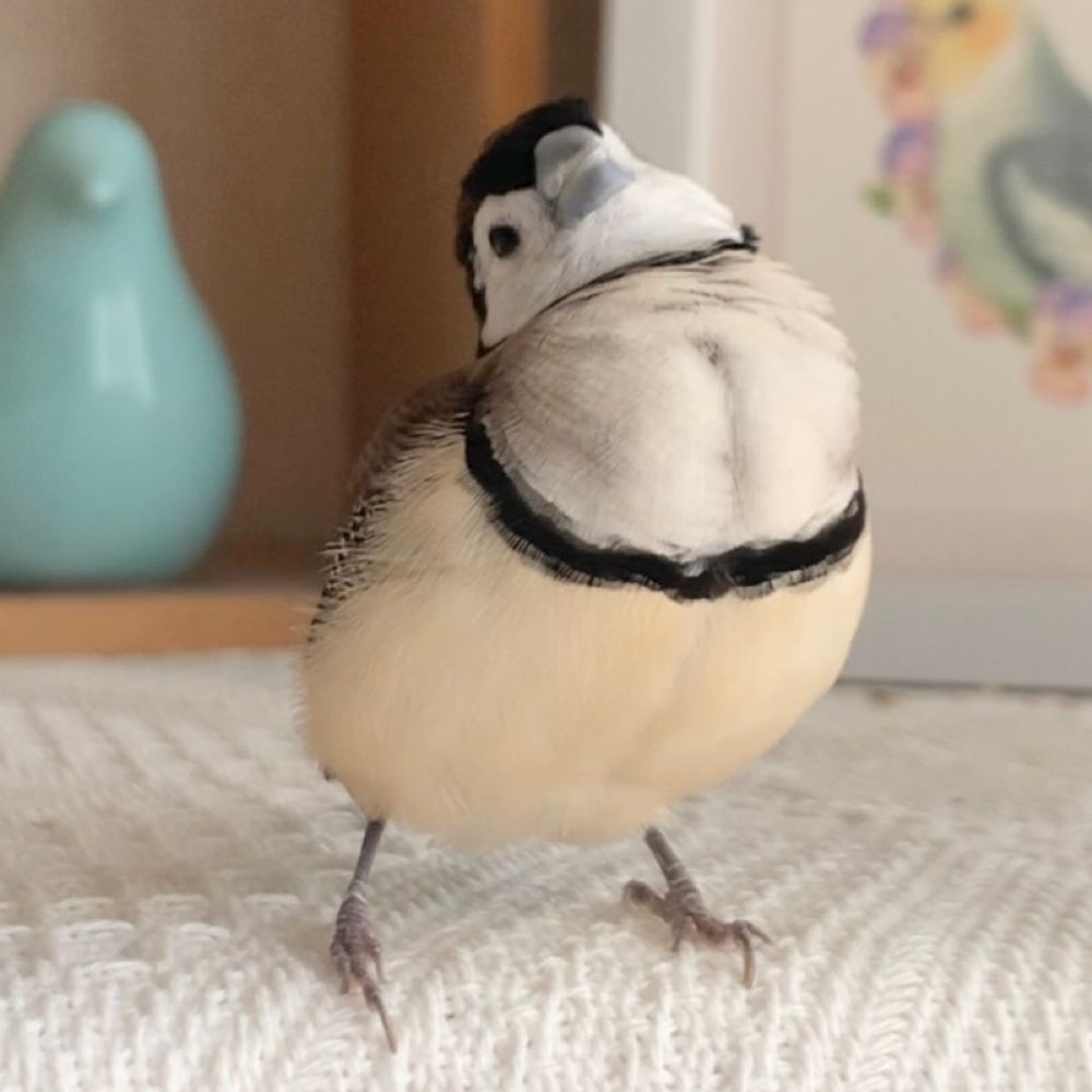 小鳥ごま子