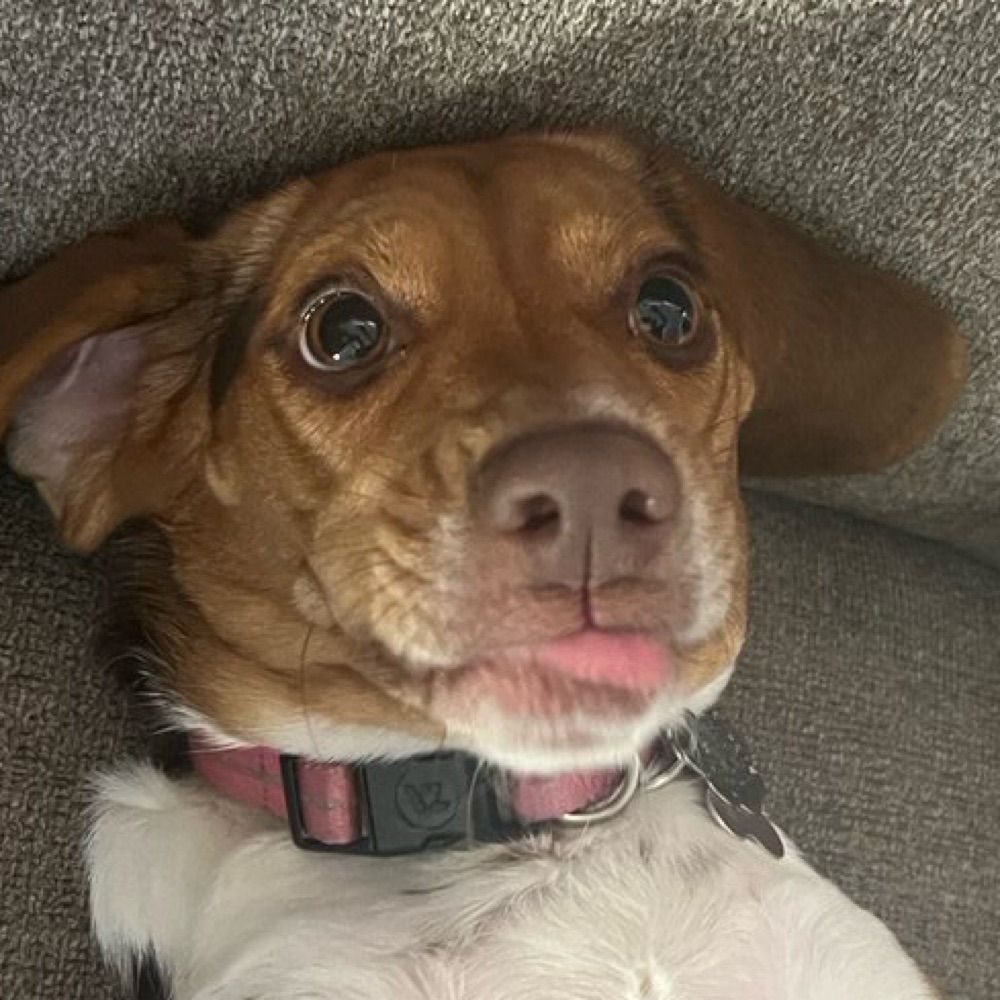 Daltini