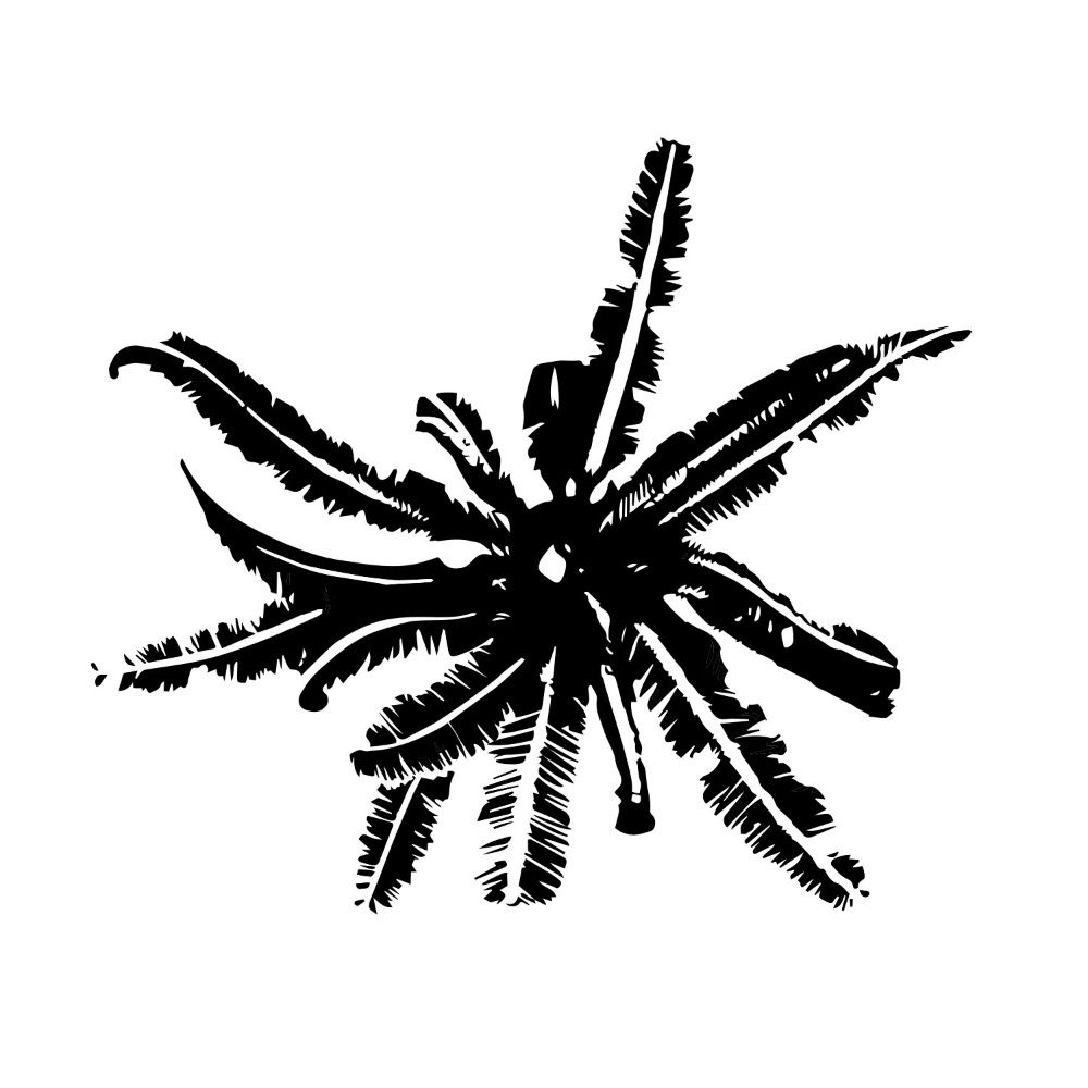 Dancing Star Press