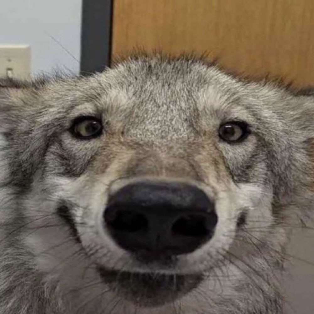 puppypaws22