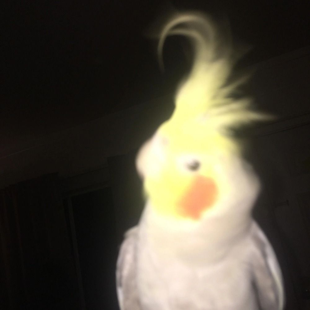 PaladinBirdy