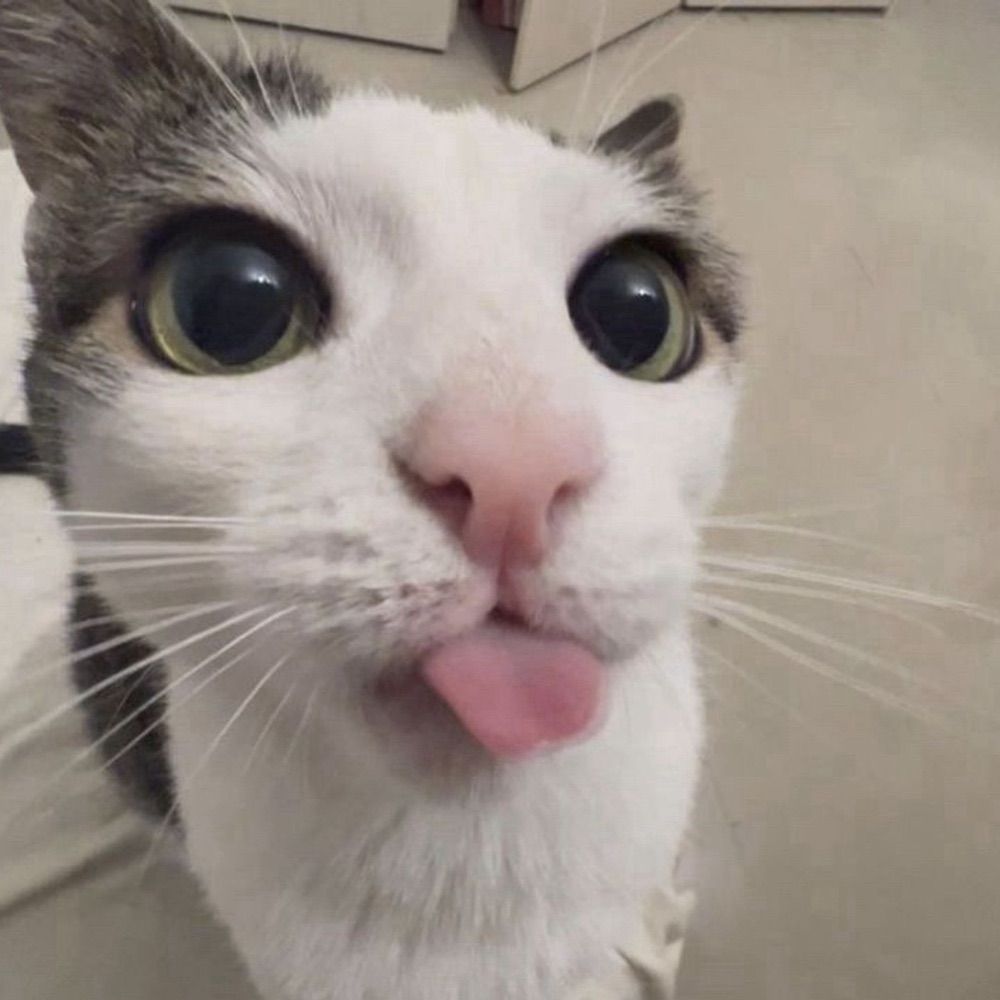 lele