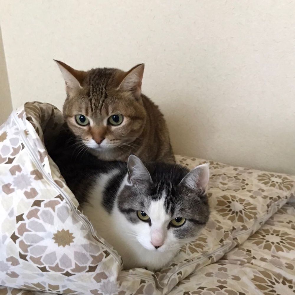 さくら