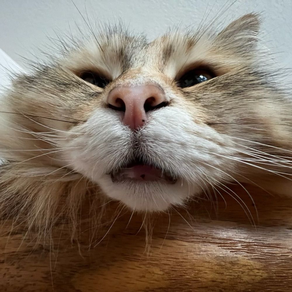 Jessehijinks