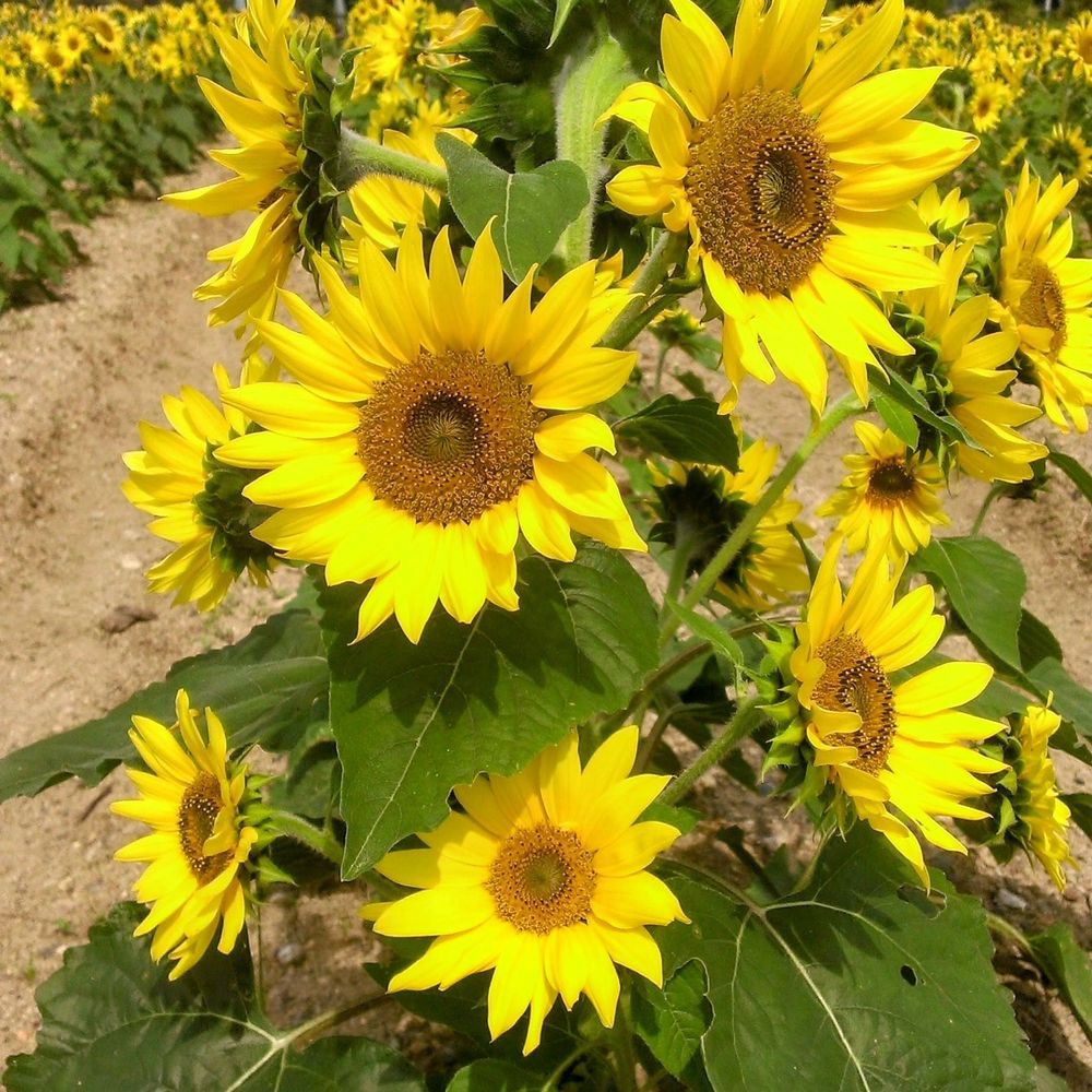 健🌻🌈🩵