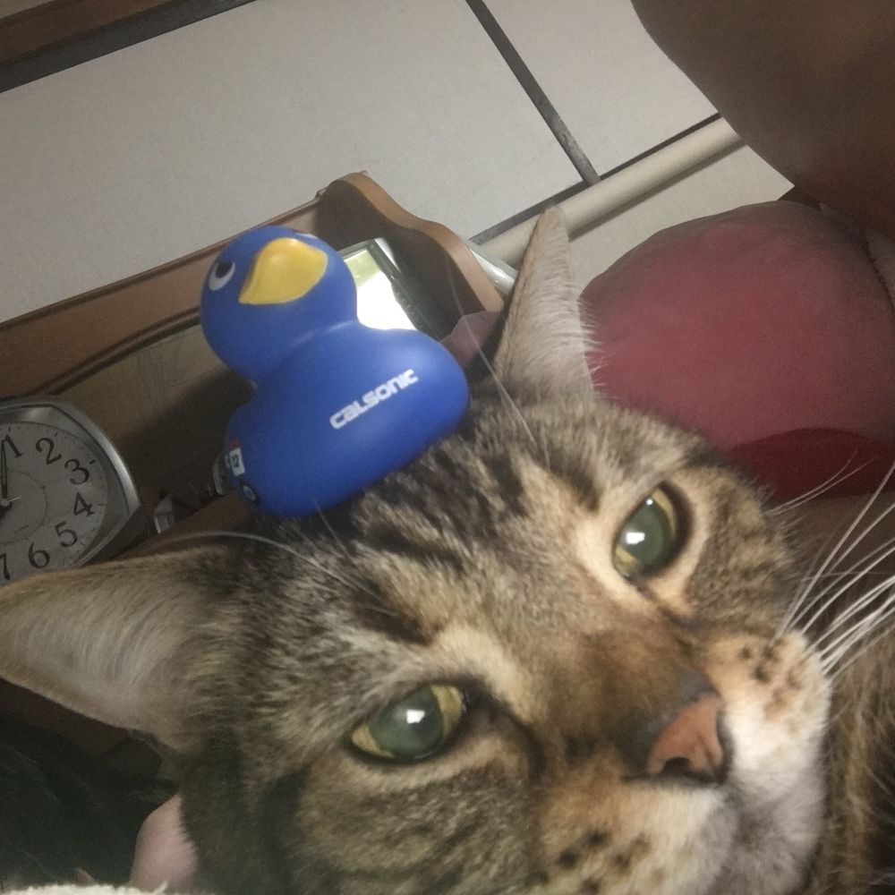 茉莉子