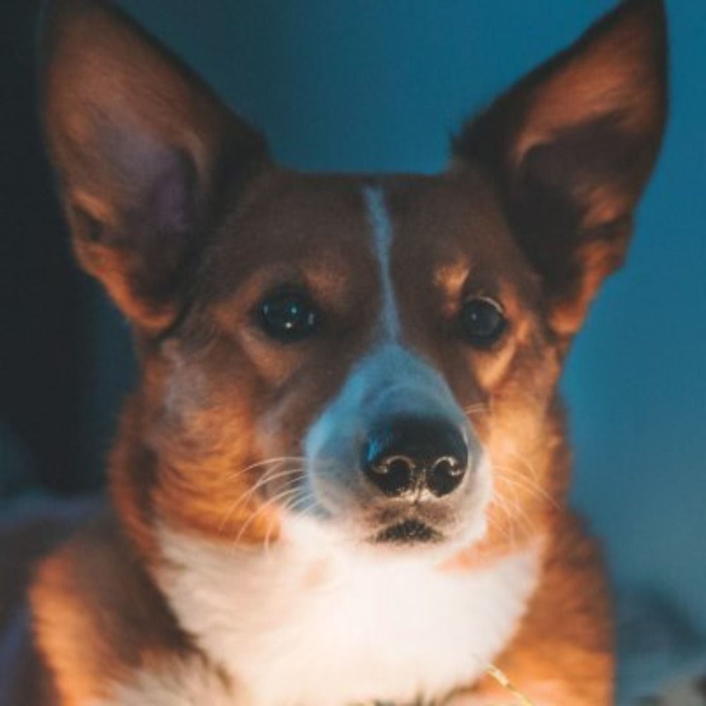 Corgi Every Hour