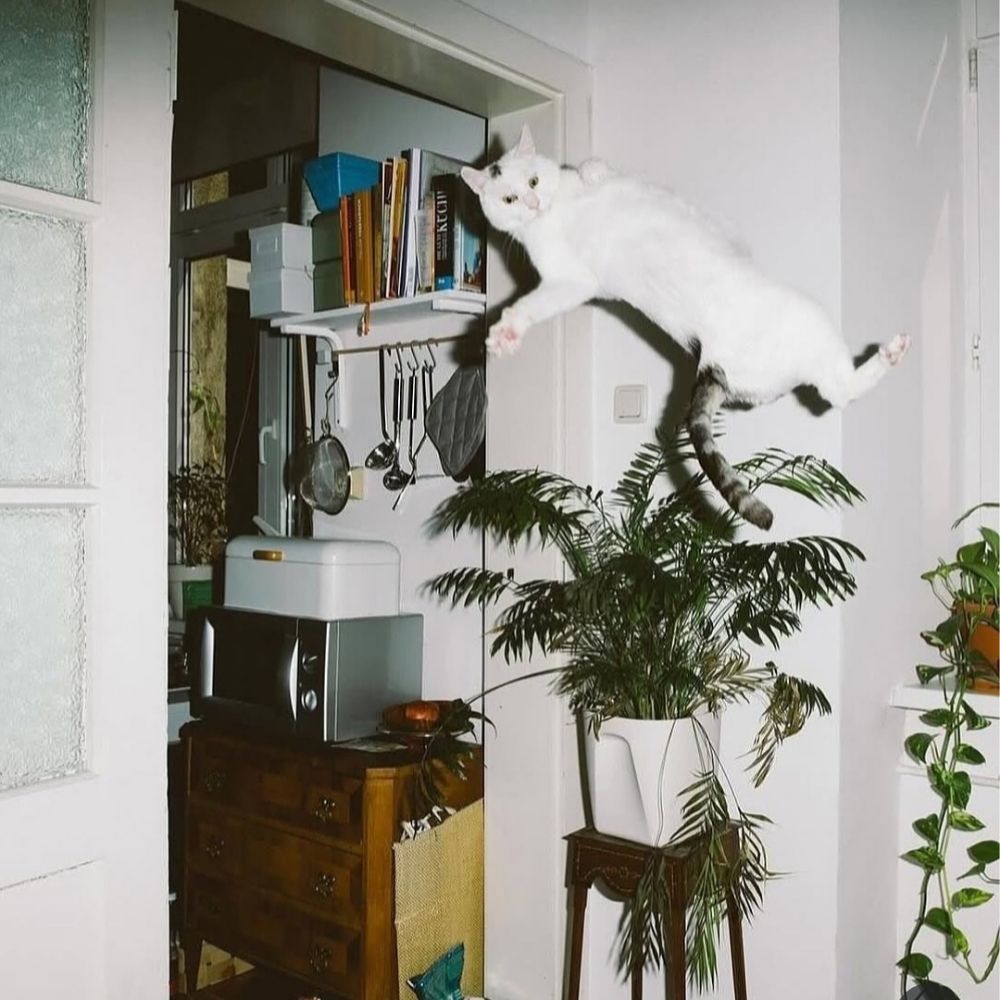 JUMPING CAT-erina