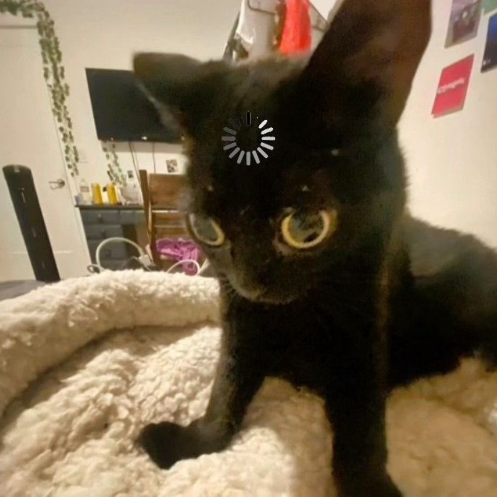 Akki | 👁️