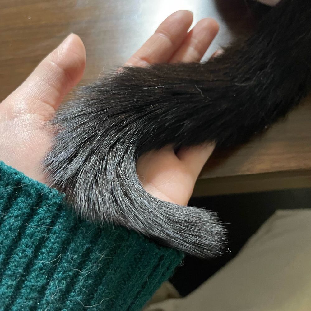藻茶