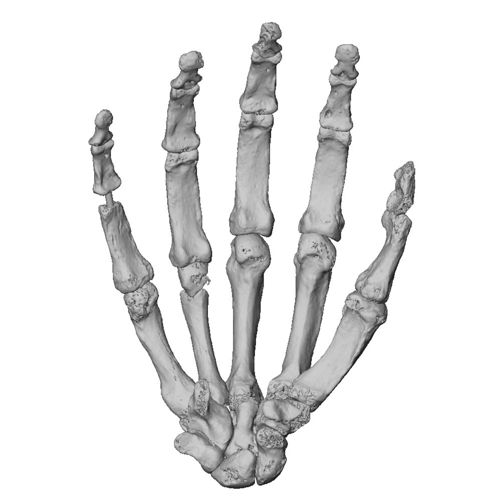 Human-Fossil-Record.org