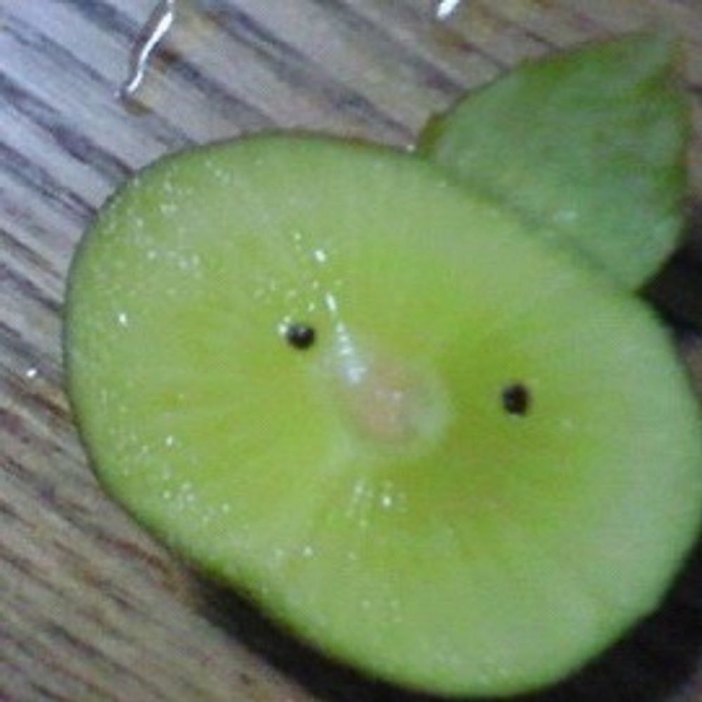 れみキウイ