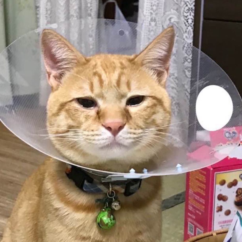 しげるキャット