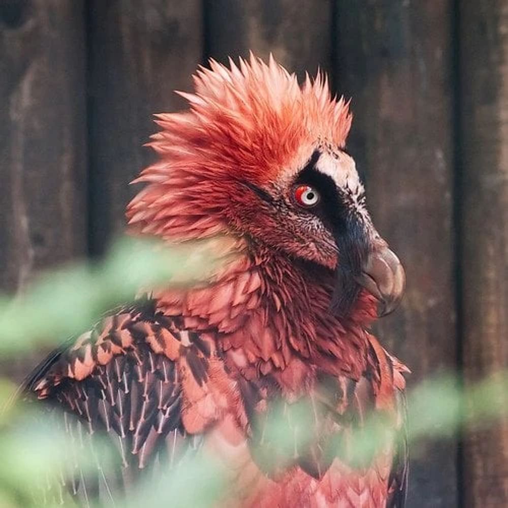 The Notorious Phoenix