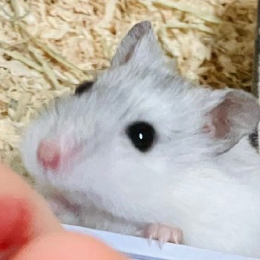 🐹飼い人