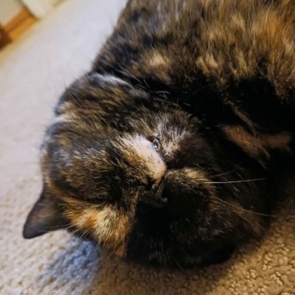 Tortellini😺🐢