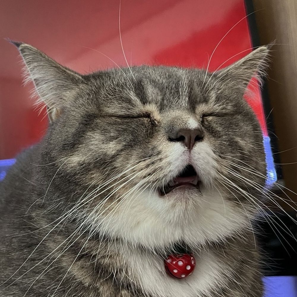 🐈‍⬛️